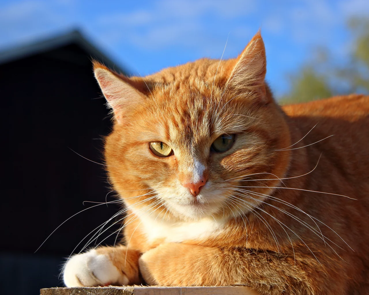 рыжий, солнечно, морда, кошка, кот, солнце