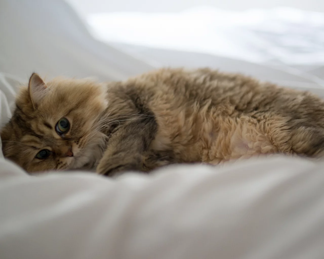 лежа, benjamin torode, постель, daisy, кошка, ben torode