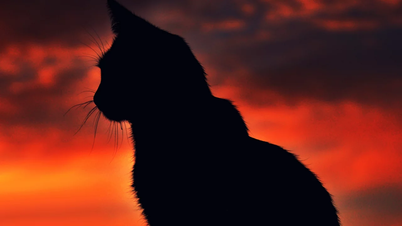 cat, night