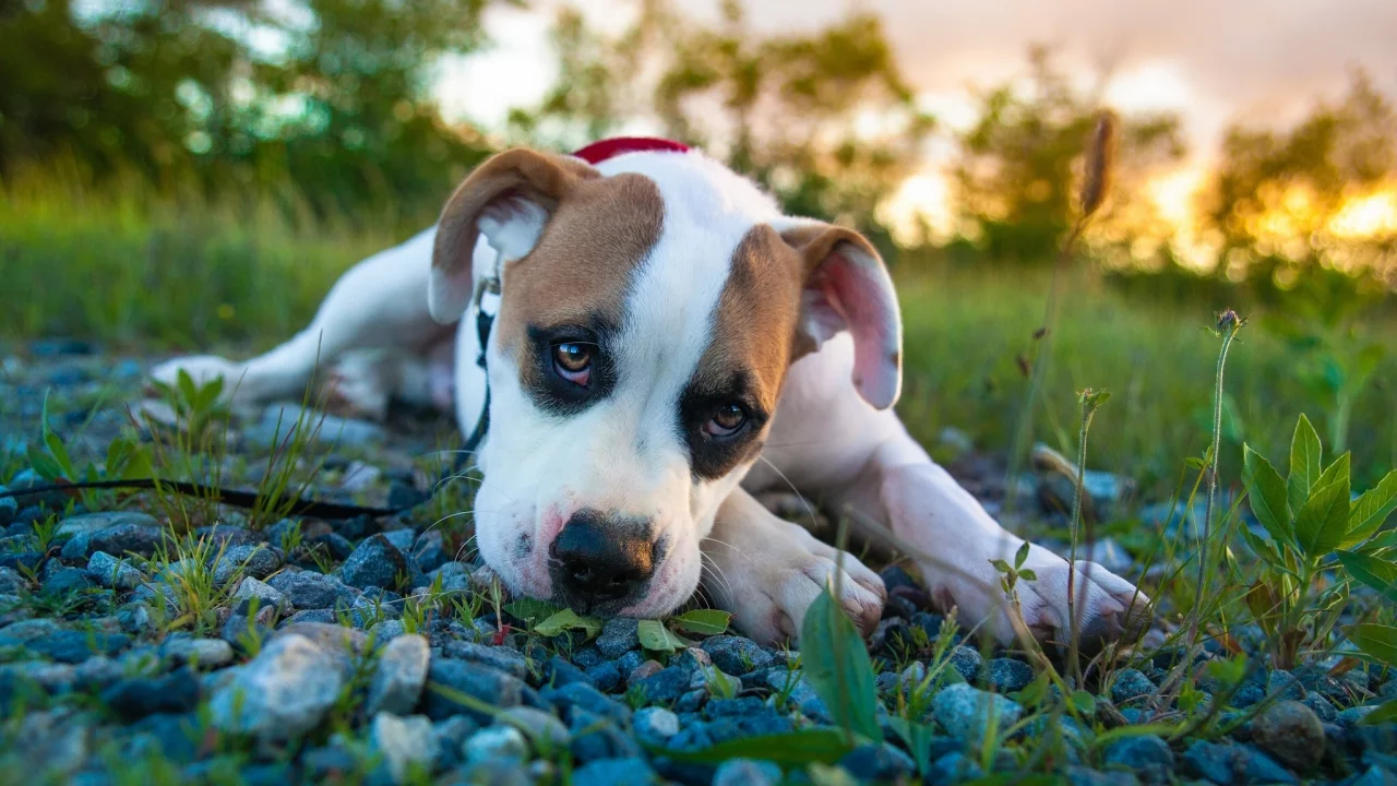 pitbull boxer mix, питбуль, боксёр, щенок, взгляд