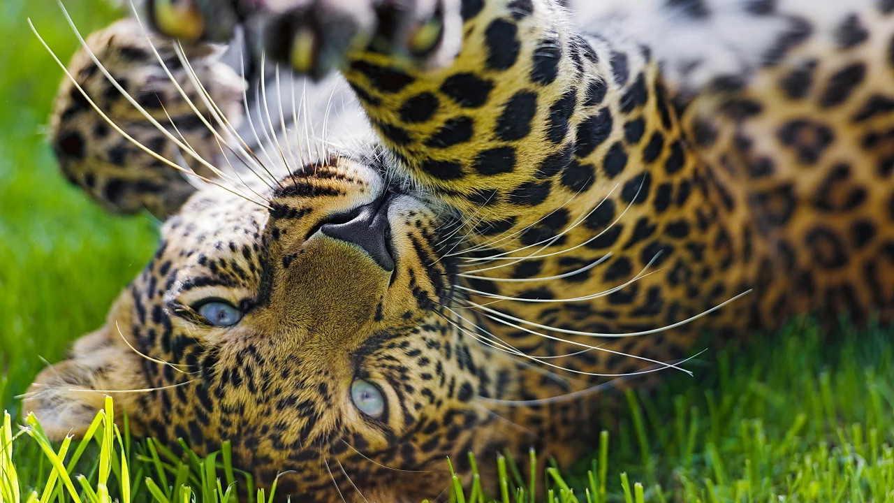 морда, leopard, игра, лапа, леопард, хищник, трава