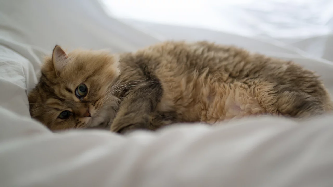 лежа, benjamin torode, постель, daisy, кошка, ben torode