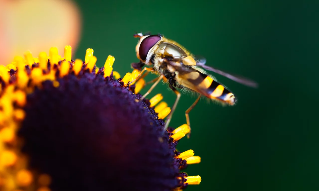 насекомое, flower, краски, цветок, боке, insect, макро, macro, colors