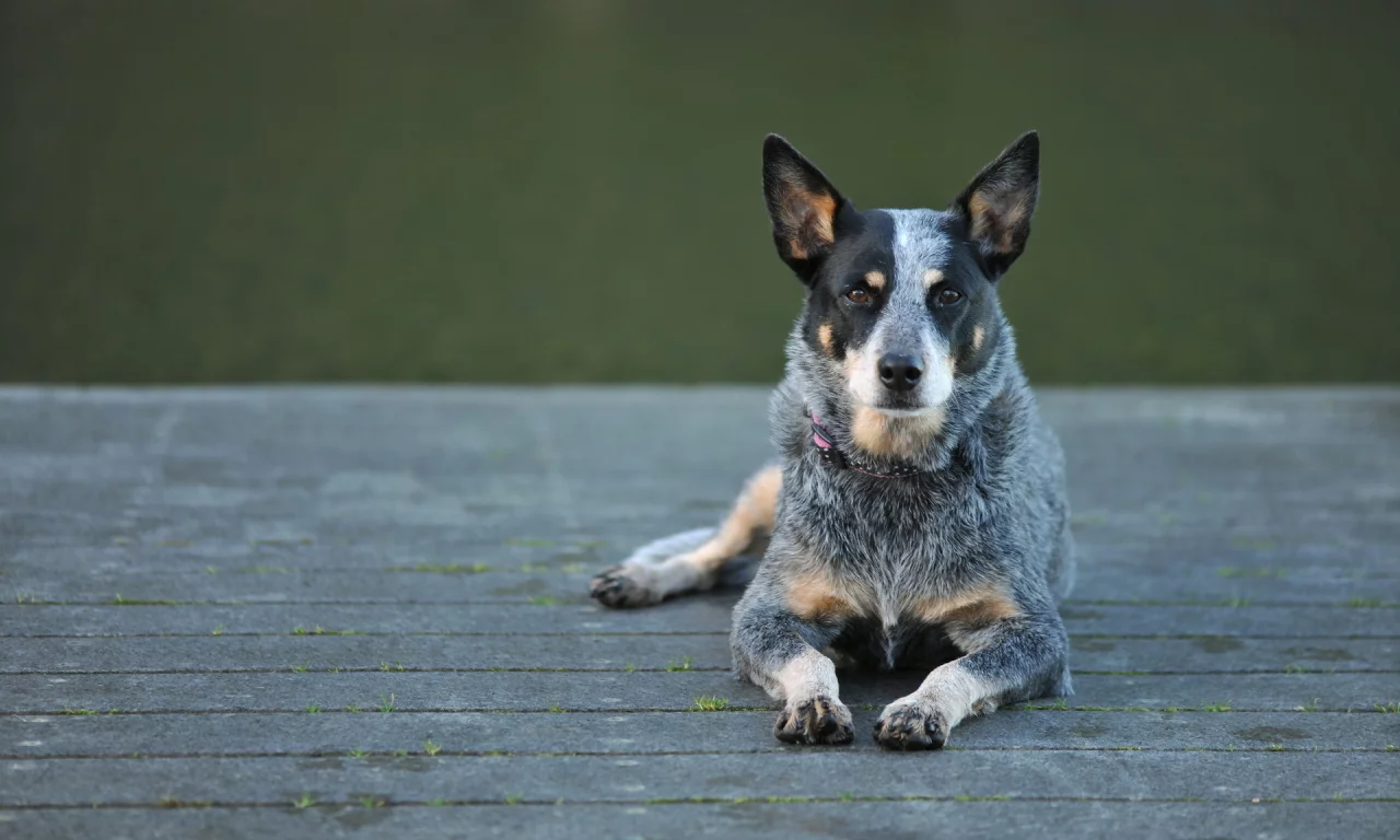 собака, взгляд, australian cattle dog