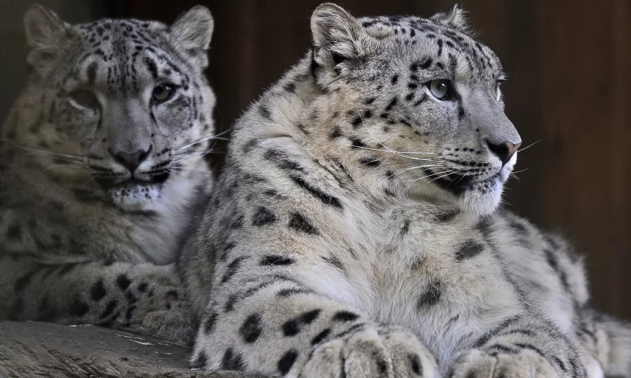 хищник, снежный барс, пара, семья, snow leopard, ирбис