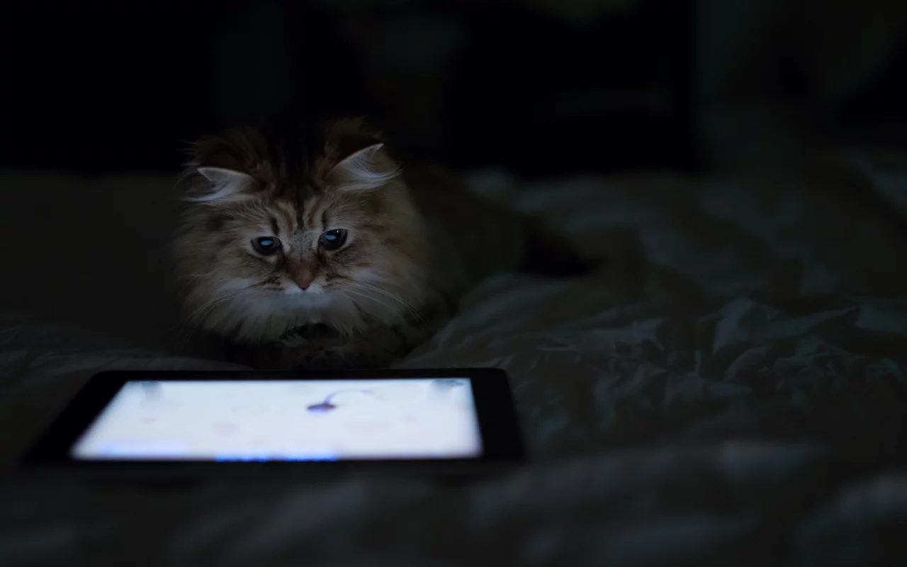 планшет, кошка, benjamin torode, дом, лежа, daisy, ben torode