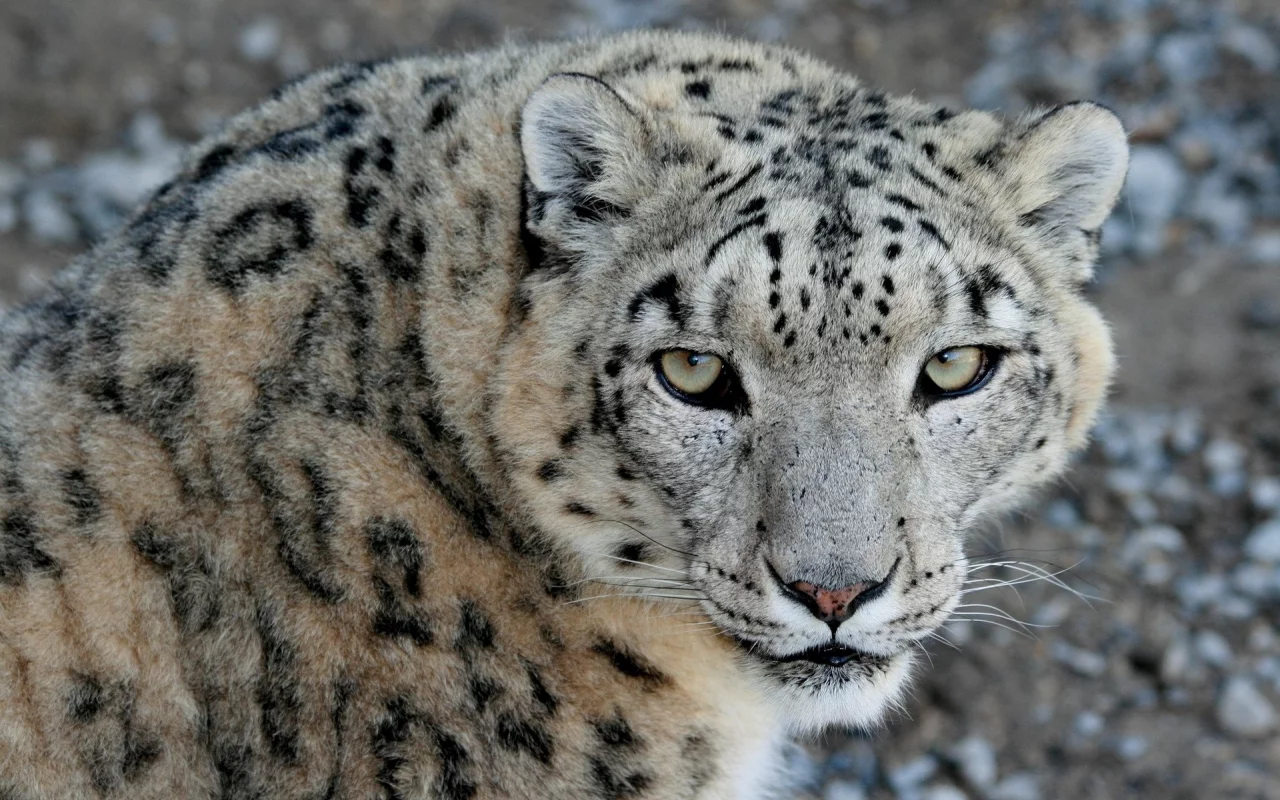морда, хищник, взгляд, ирбис, snow leopard, снежный барс