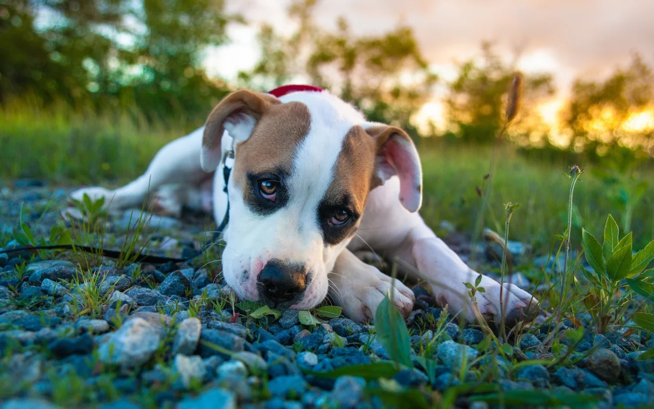 pitbull boxer mix, питбуль, боксёр, щенок, взгляд