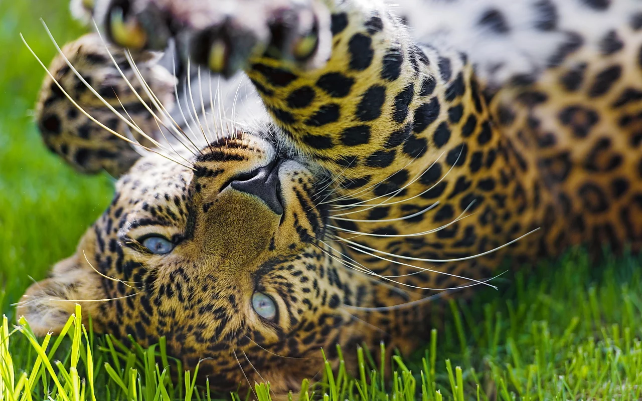 морда, leopard, игра, лапа, леопард, хищник, трава