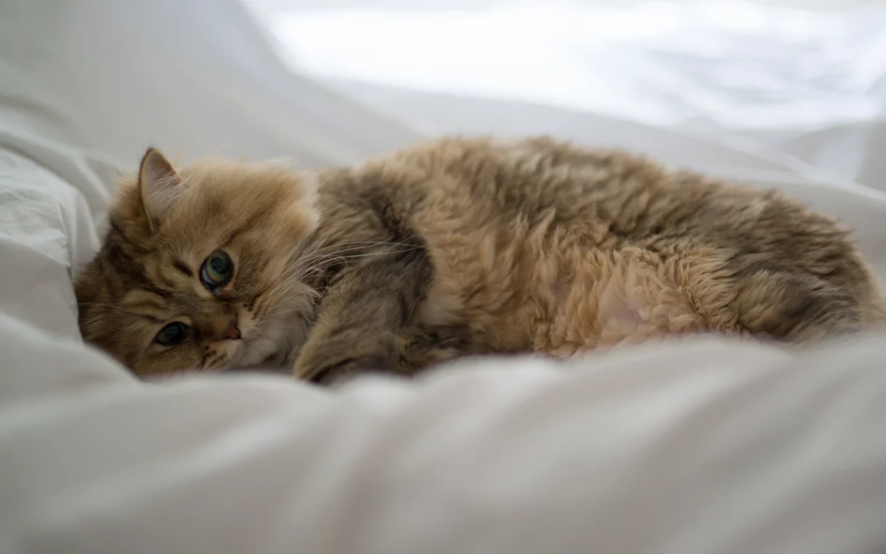 лежа, benjamin torode, постель, daisy, кошка, ben torode