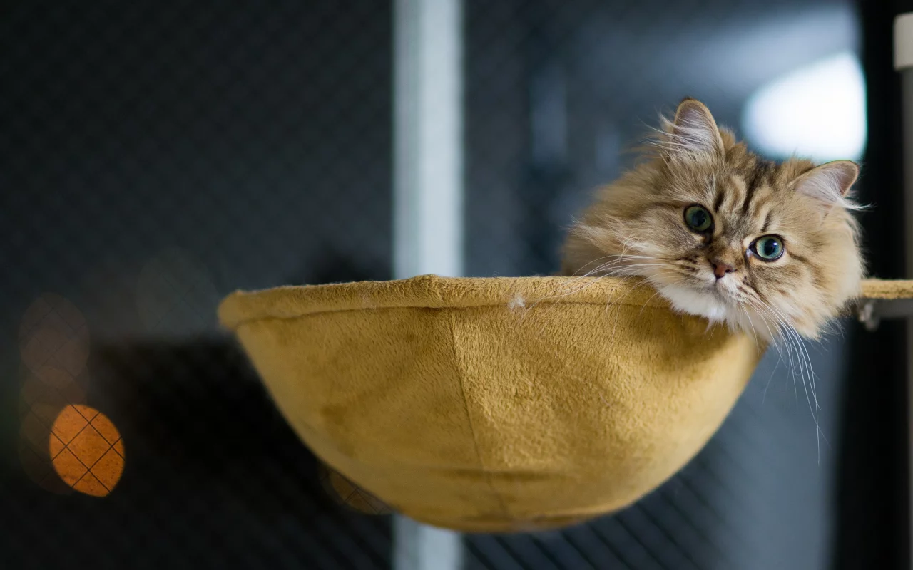 лежа, кошка, benjamin torode, ben torode, дом, daisy