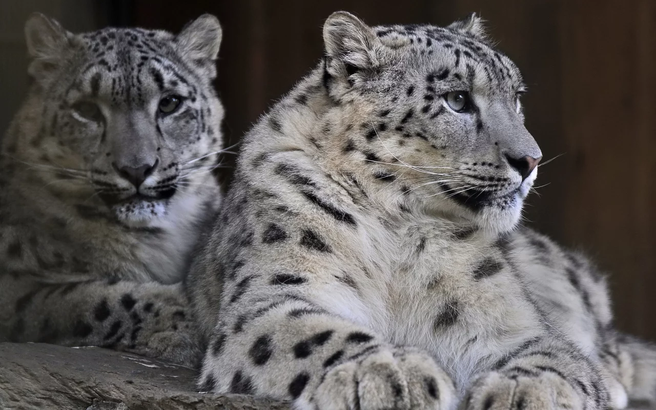 хищник, снежный барс, пара, семья, snow leopard, ирбис
