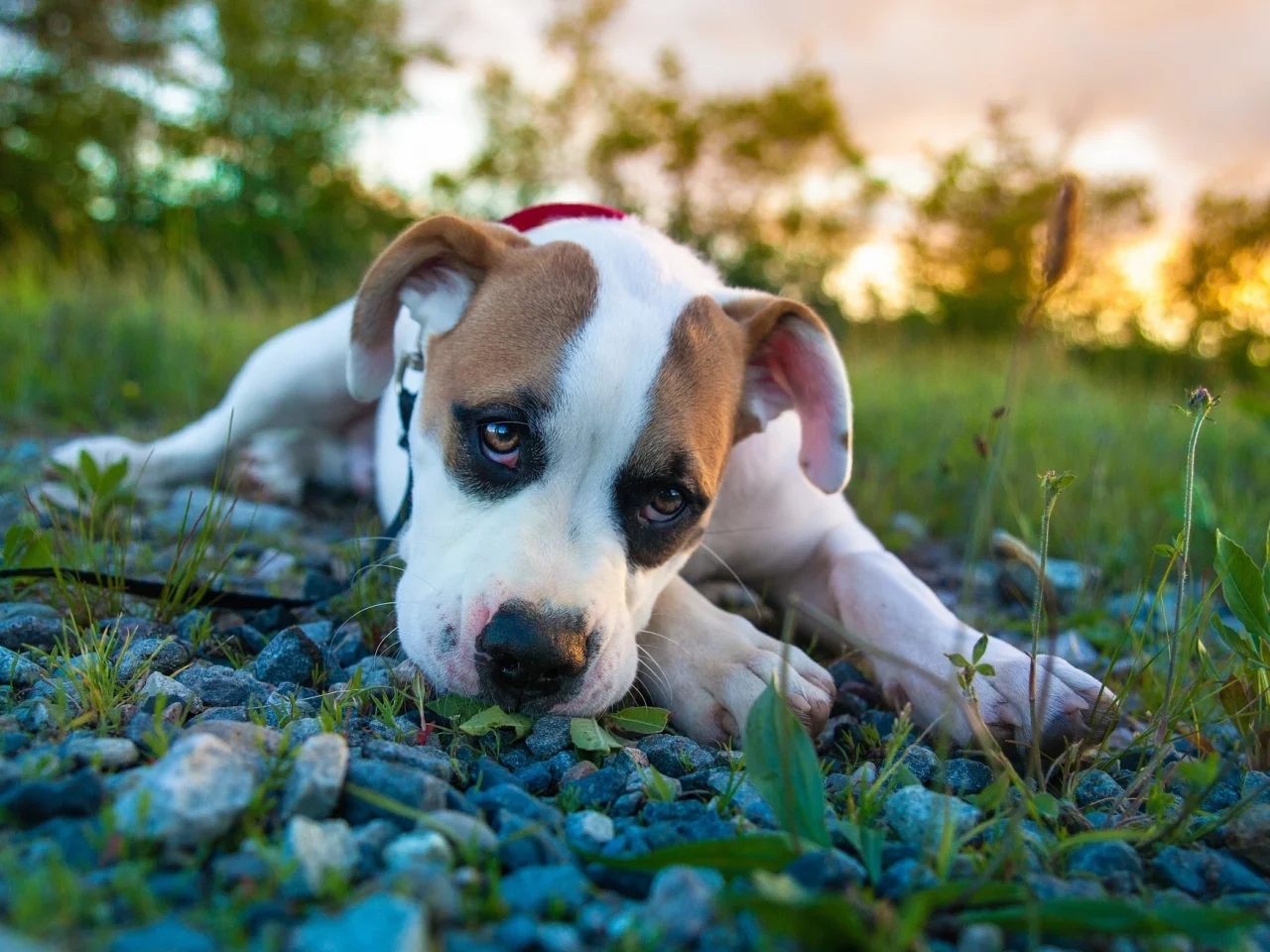 pitbull boxer mix, питбуль, боксёр, щенок, взгляд