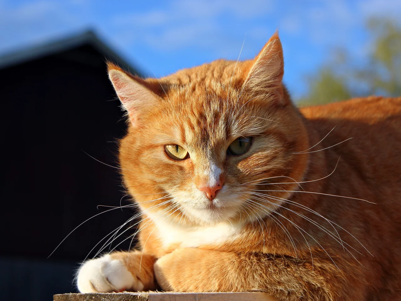 рыжий, солнечно, морда, кошка, кот, солнце