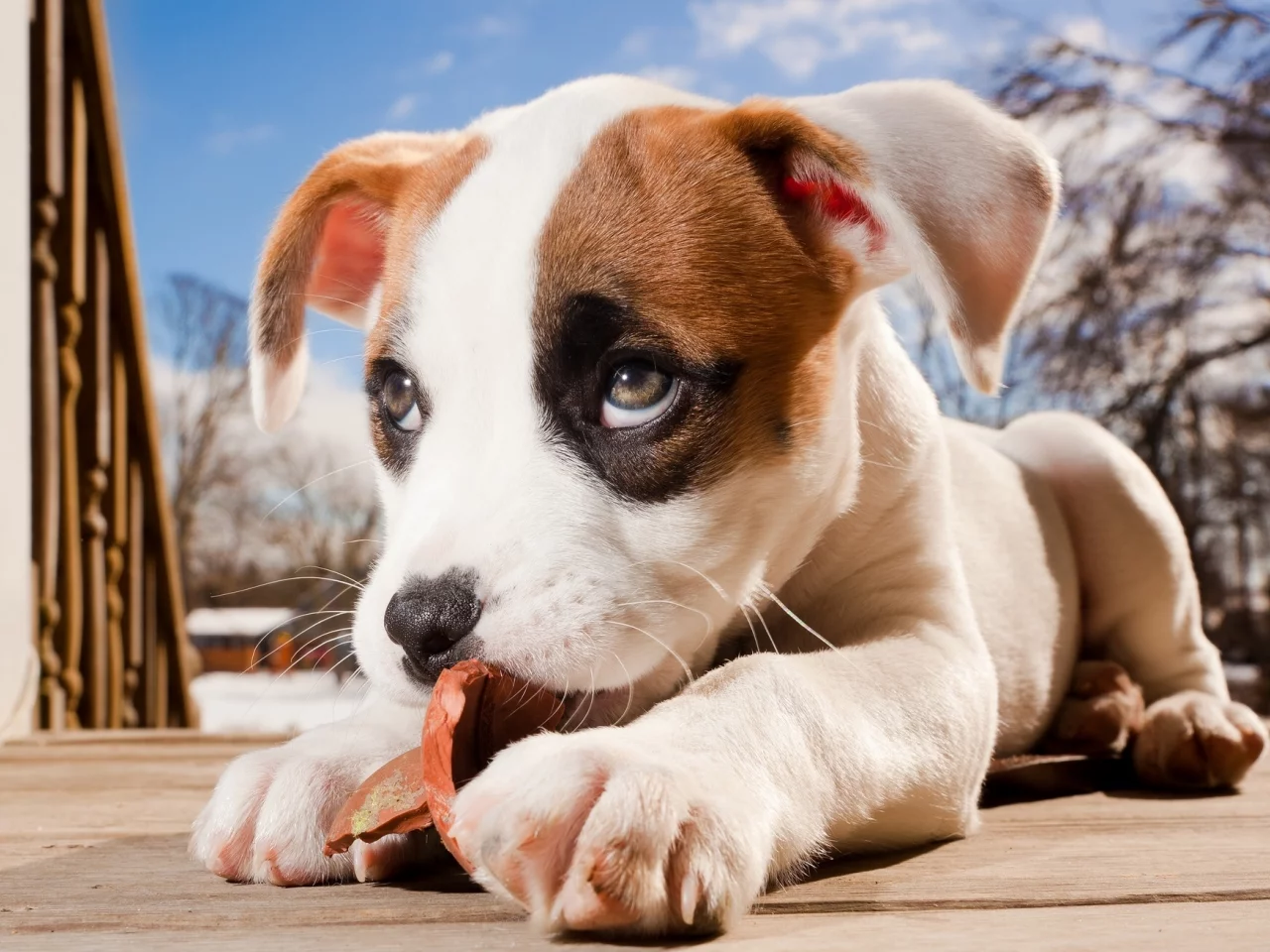 щенок, боксёр, pitbull boxer mix, питбуль