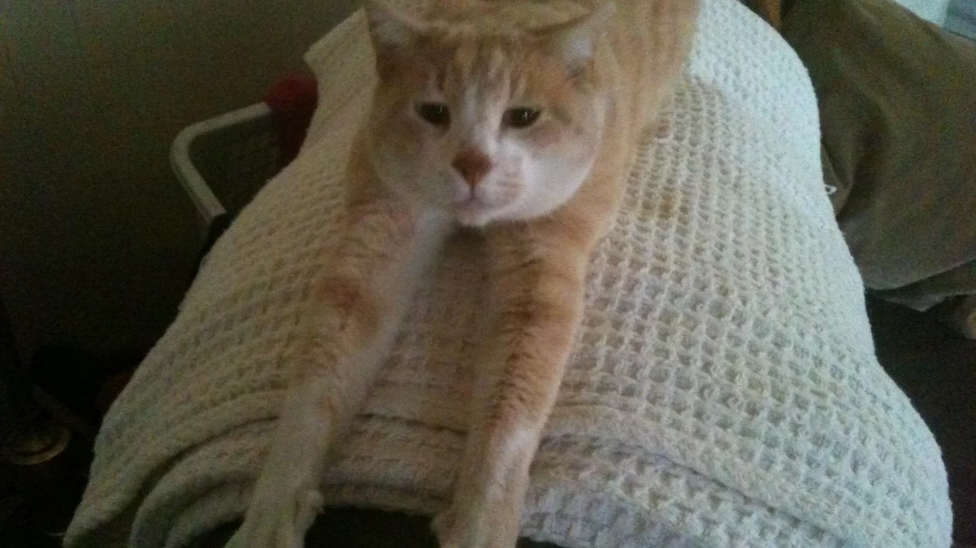 cat, attack