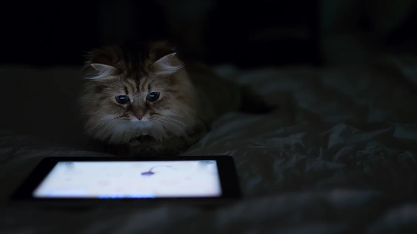 планшет, кошка, benjamin torode, дом, лежа, daisy, ben torode