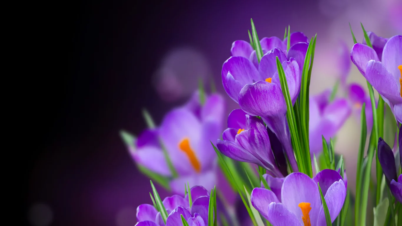 crocus, крокусы, beautiful, flowers, цветы, petals, flower, лепестки
