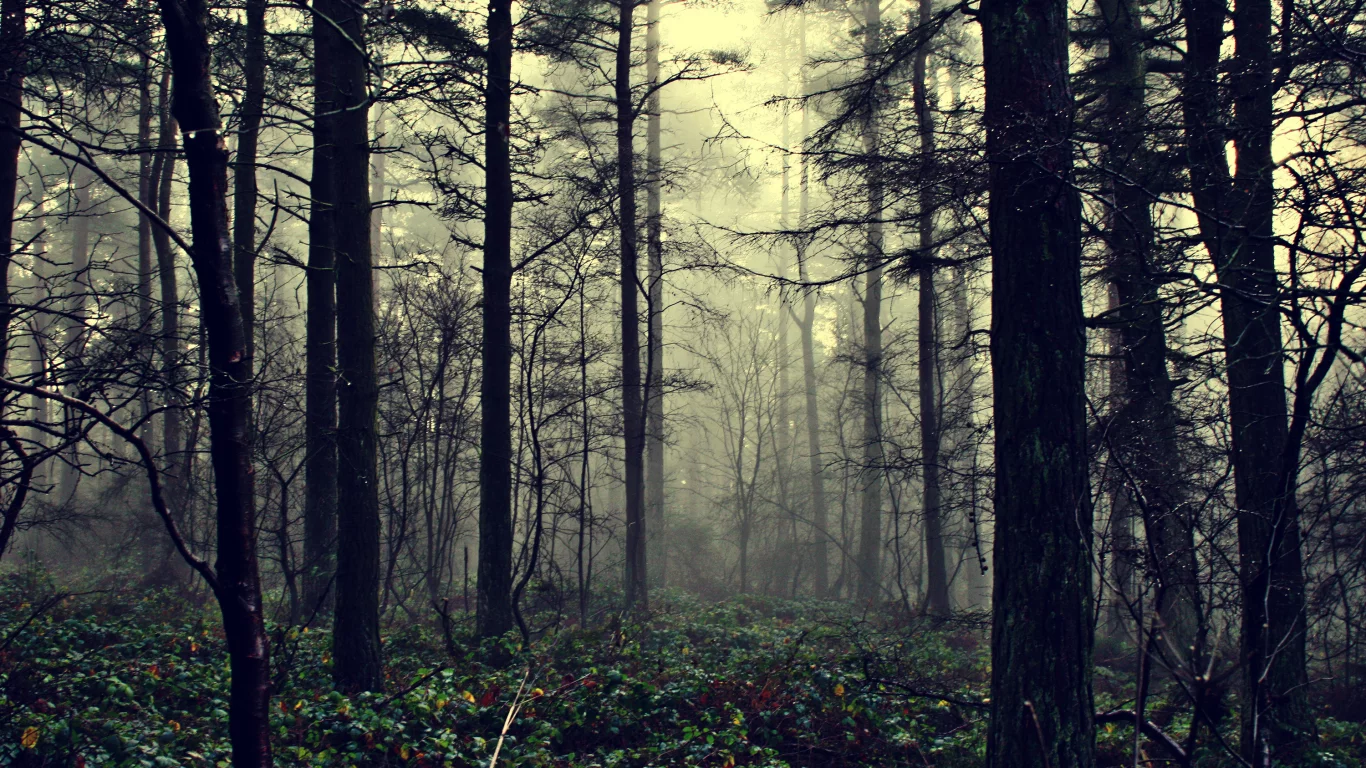 the fog of illusion, природа, туман, лес