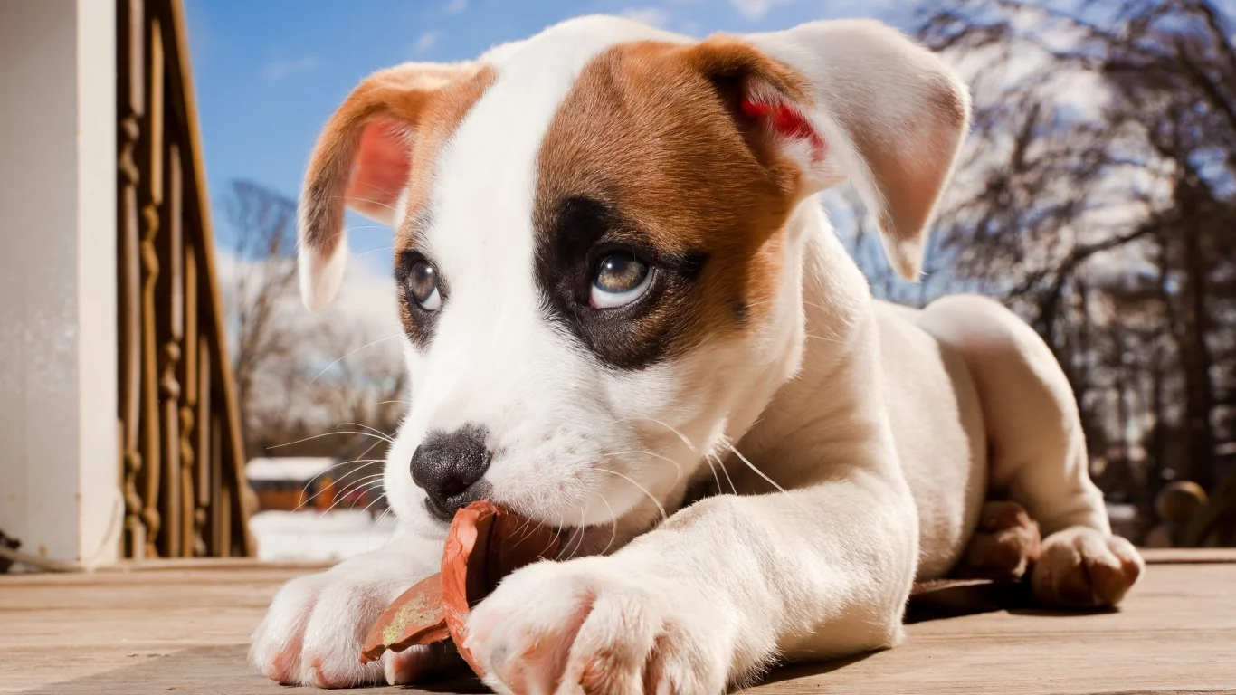 щенок, боксёр, pitbull boxer mix, питбуль