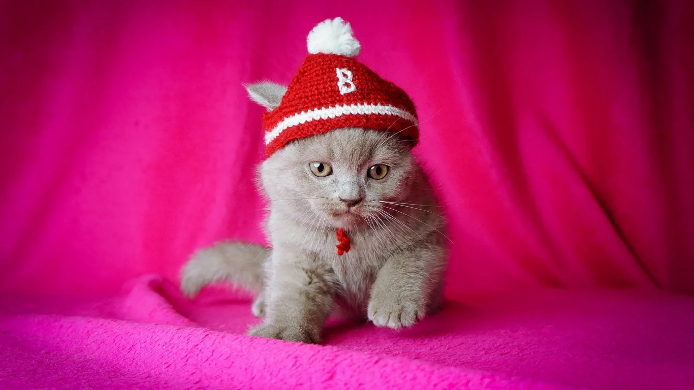 котёнок, розовый фон, шапочка