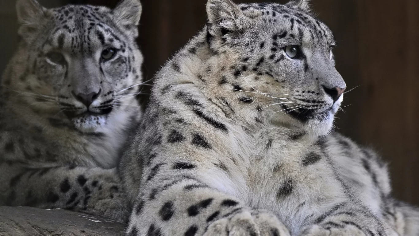 хищник, снежный барс, пара, семья, snow leopard, ирбис