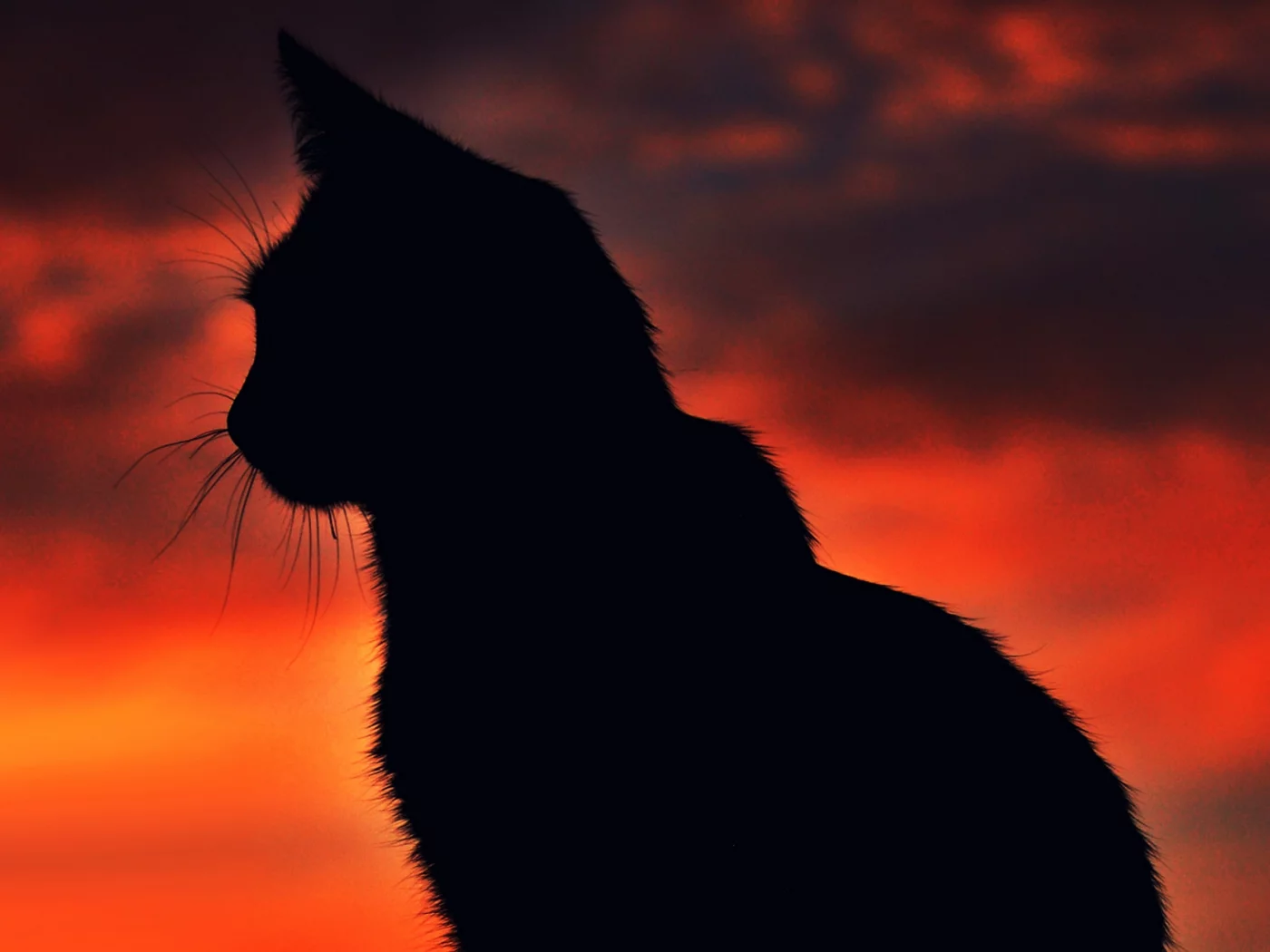 cat, night