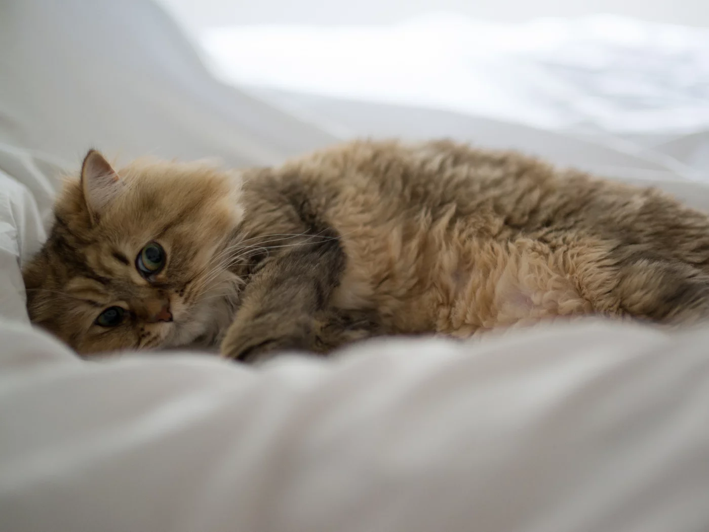 лежа, benjamin torode, постель, daisy, кошка, ben torode