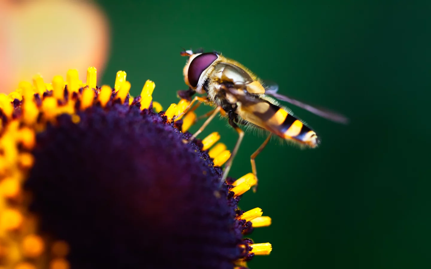 насекомое, flower, краски, цветок, боке, insect, макро, macro, colors