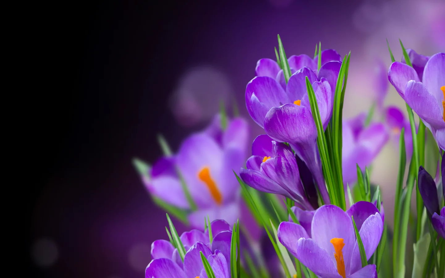 crocus, крокусы, beautiful, flowers, цветы, petals, flower, лепестки