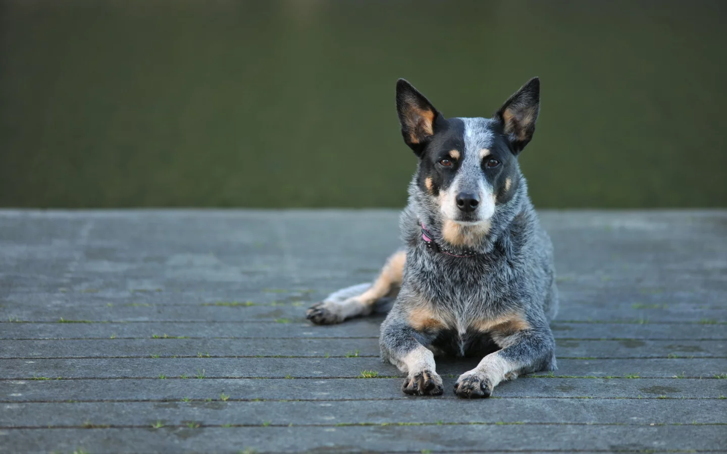 собака, взгляд, australian cattle dog