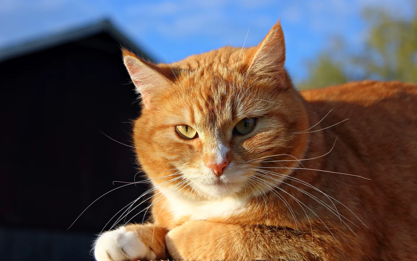 рыжий, солнечно, морда, кошка, кот, солнце