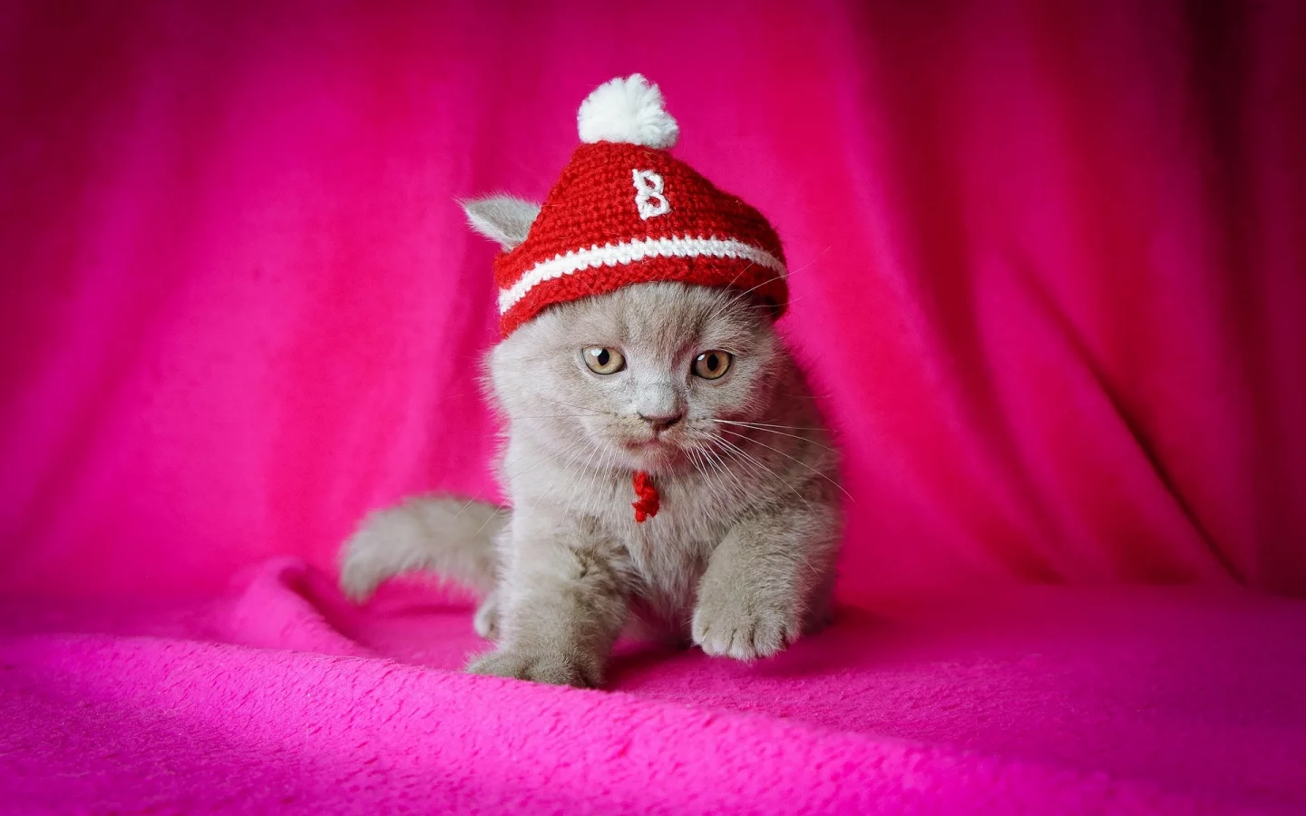 котёнок, розовый фон, шапочка