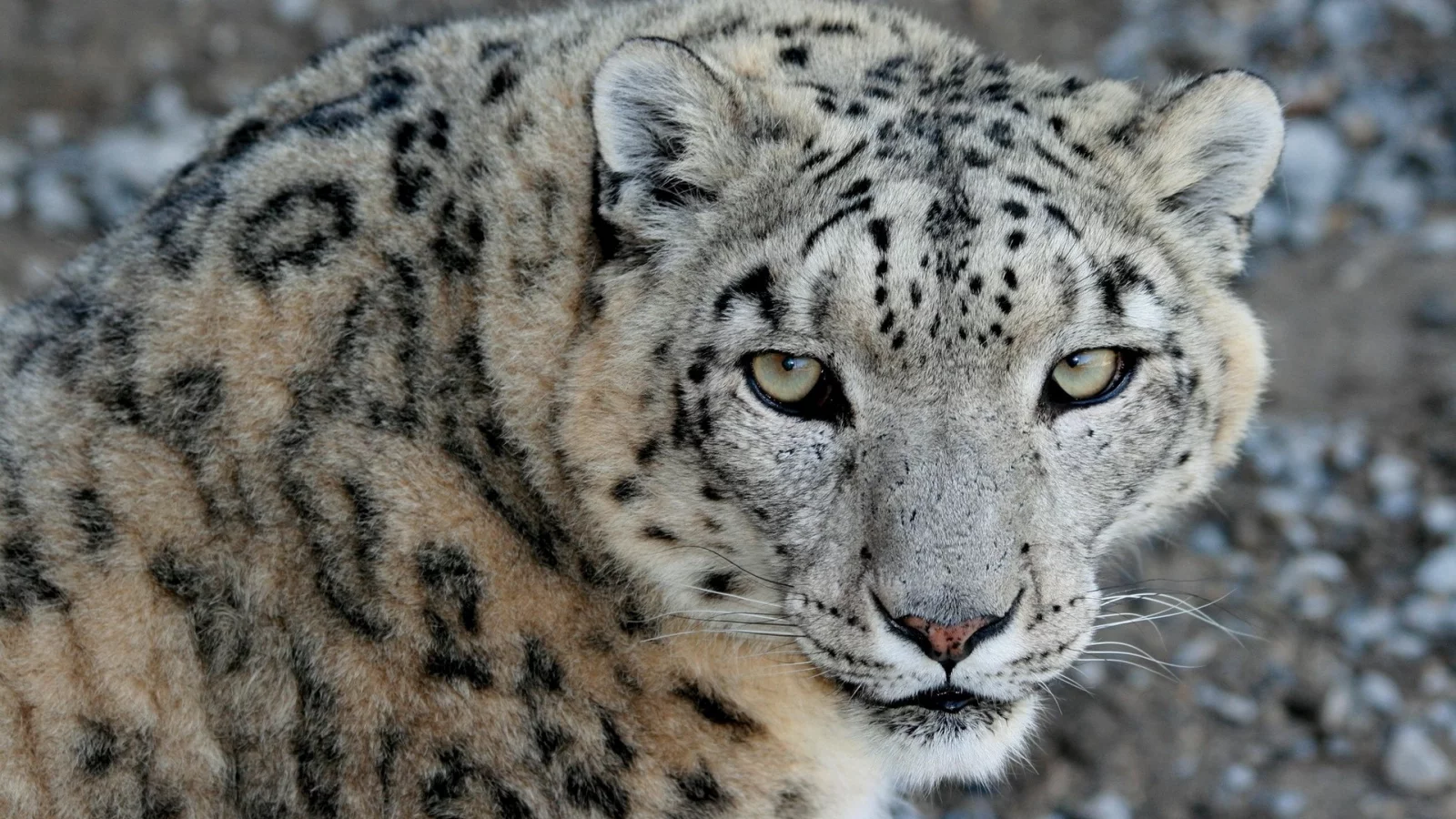 морда, хищник, взгляд, ирбис, snow leopard, снежный барс