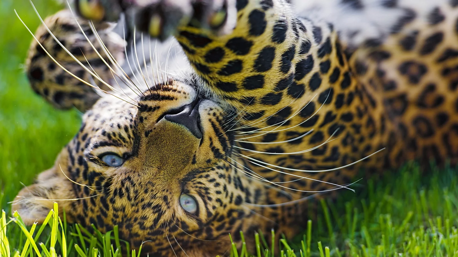 морда, leopard, игра, лапа, леопард, хищник, трава
