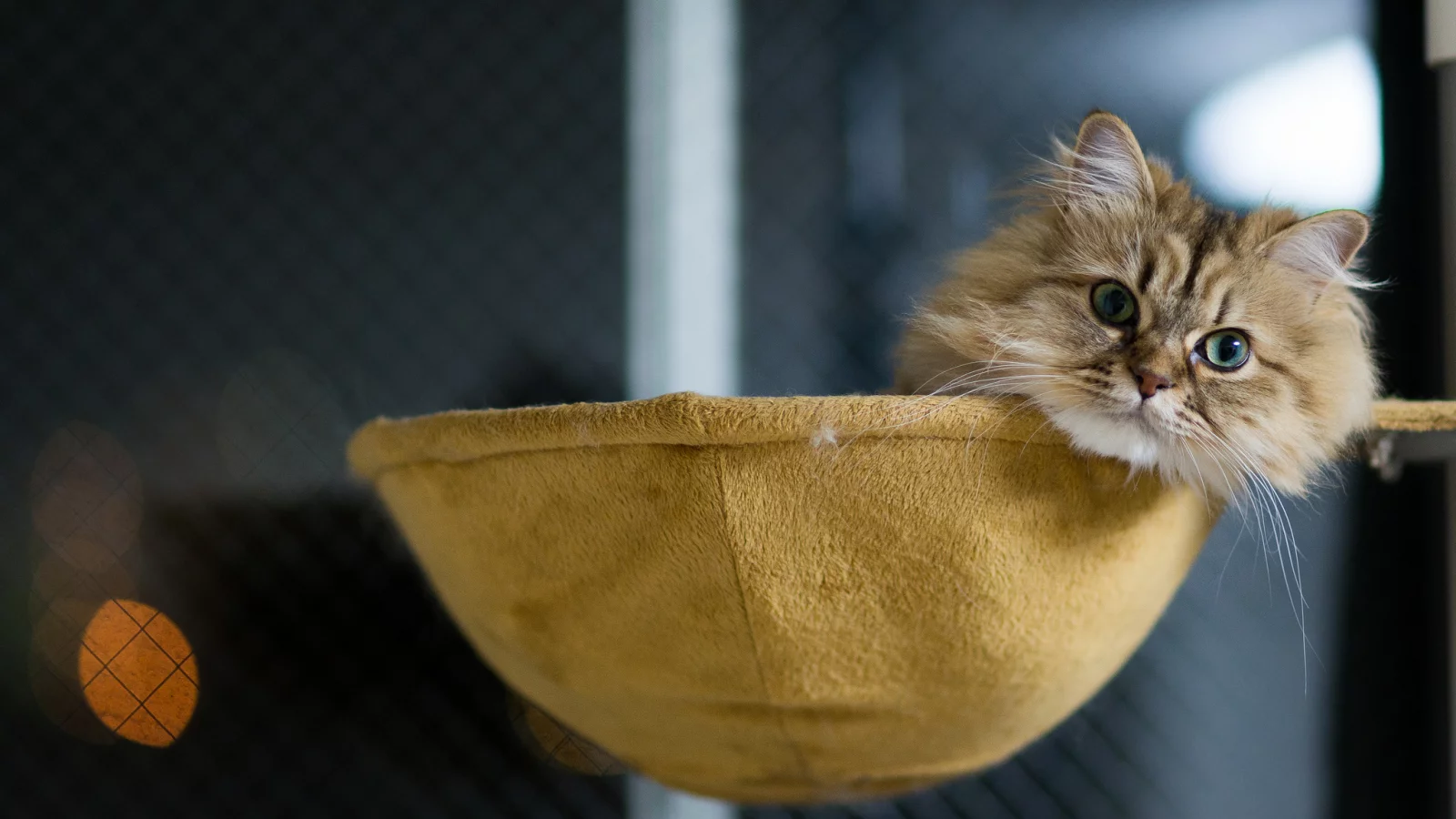 лежа, кошка, benjamin torode, ben torode, дом, daisy