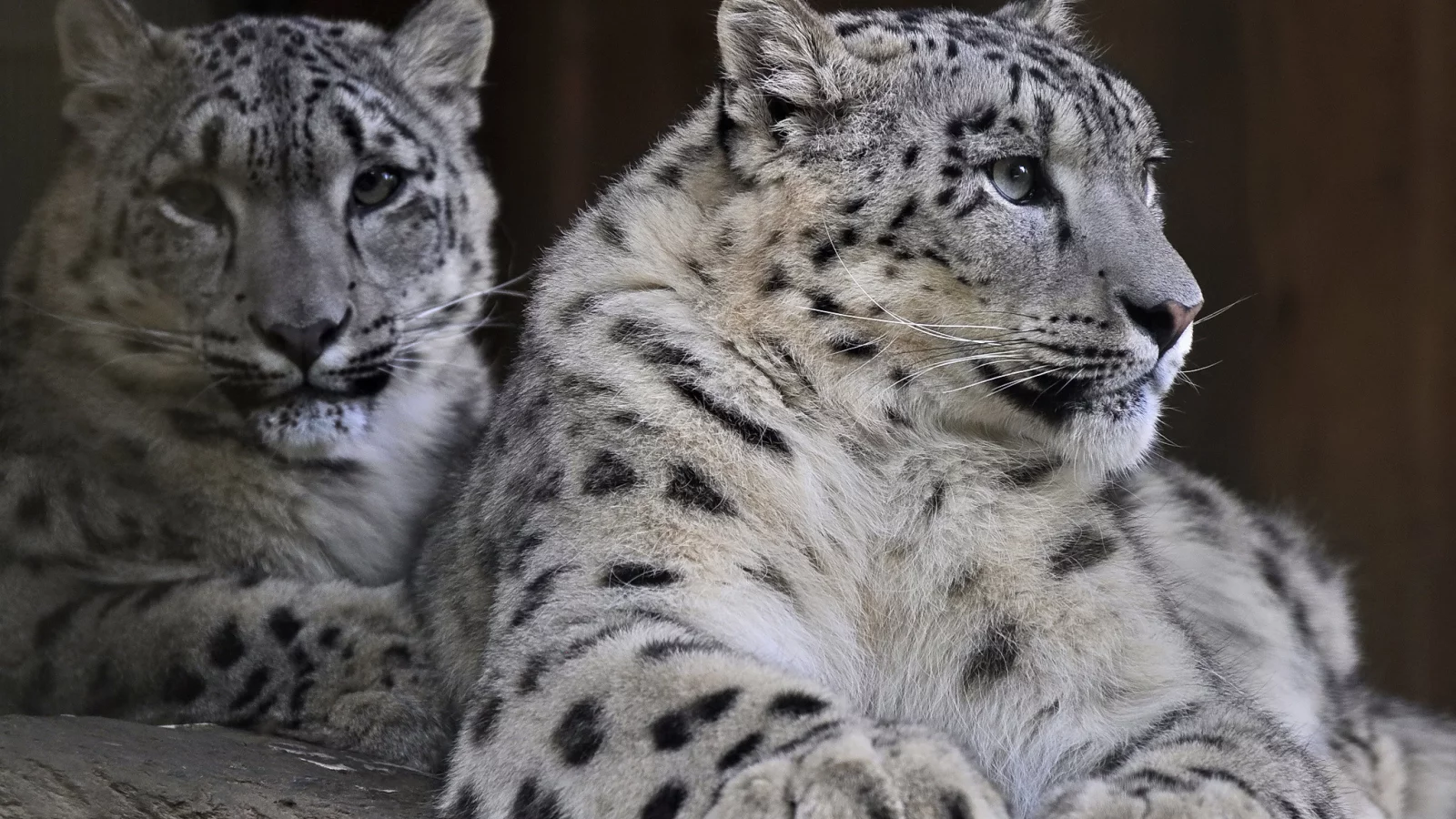 хищник, снежный барс, пара, семья, snow leopard, ирбис