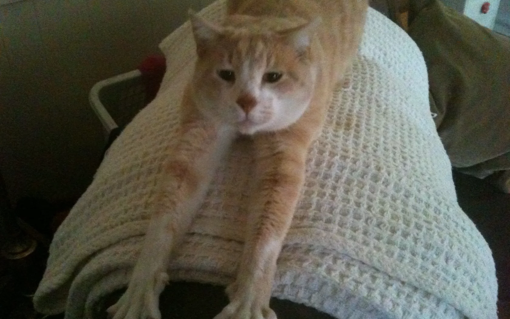 cat, attack