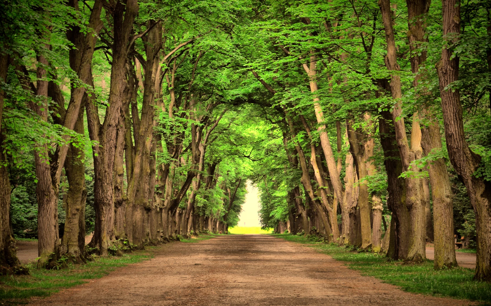 nature, landscape, зеленый, beautiful, green, деревья, trees, road , дороги