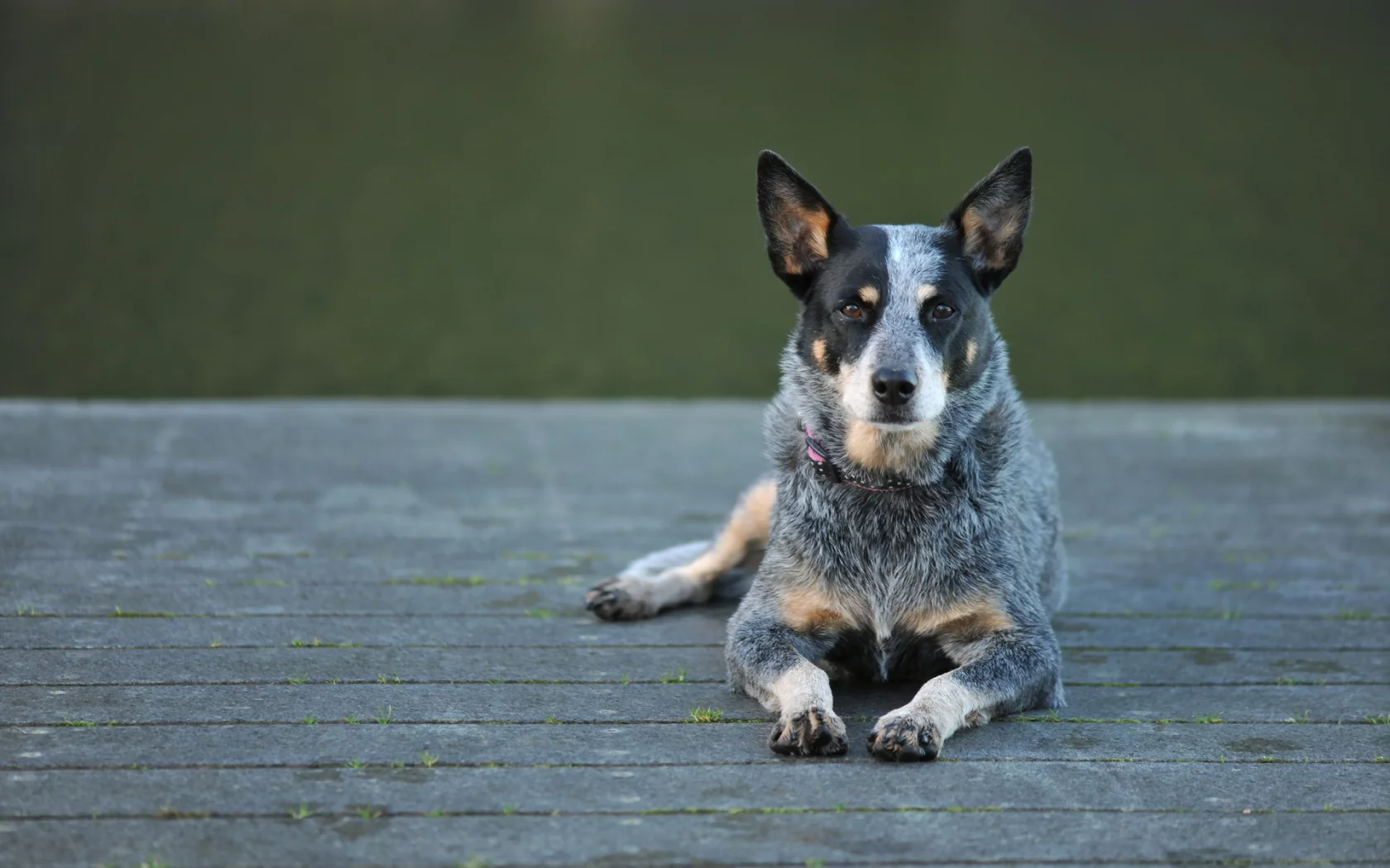 собака, взгляд, australian cattle dog