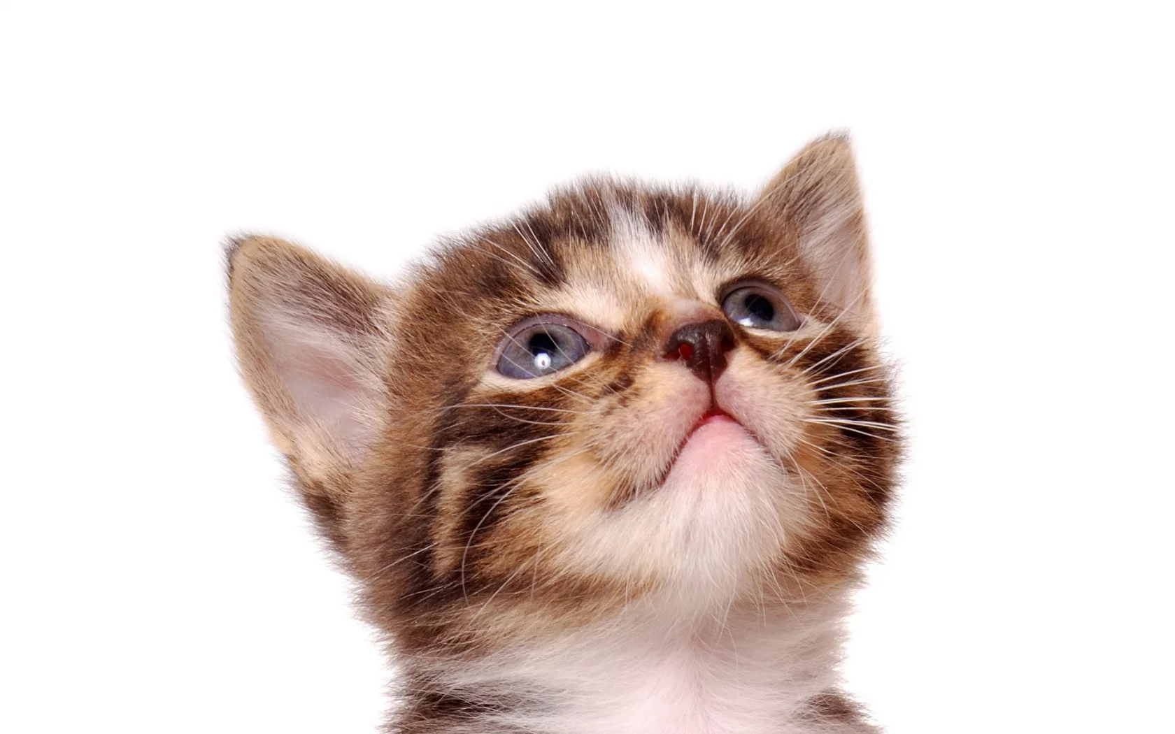 полосатый, котенок, cat, кошка, белый фон, кот