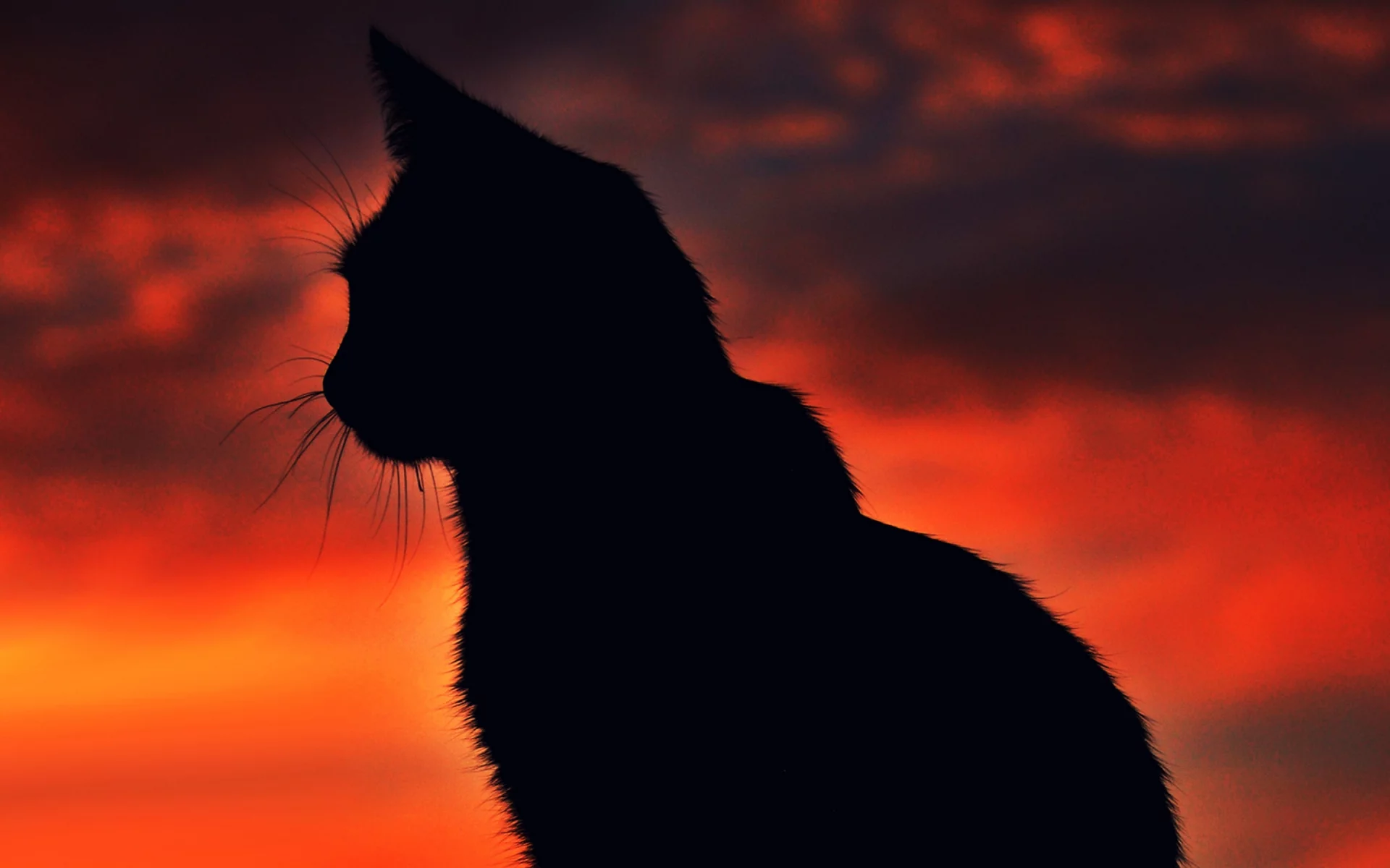 cat, night