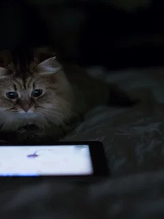 планшет, кошка, benjamin torode, дом, лежа, daisy, ben torode