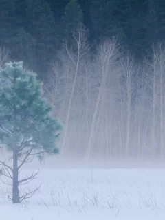 forest, yosemite national park, winter, йосемити, california, trees, meadow, snow, fog, usa