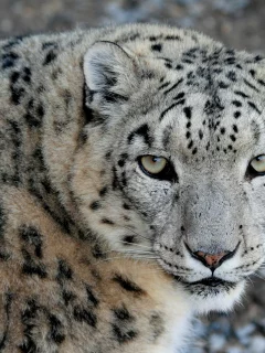 морда, хищник, взгляд, ирбис, snow leopard, снежный барс