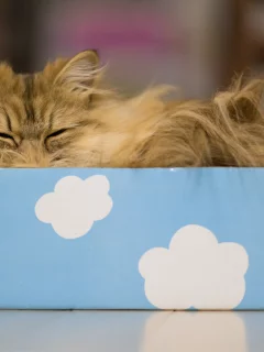 облака, benjamin torode, кошка, daisy, сон, коробка, ben torode
