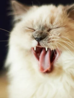 морда, усы, пасть, зевает, мех, кошка