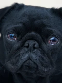 собака, взгляд, фон