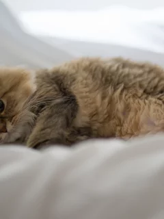 лежа, benjamin torode, постель, daisy, кошка, ben torode