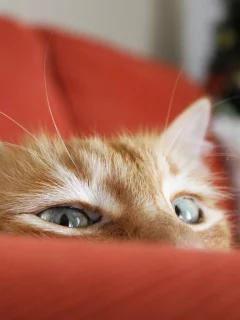 выглядывает, кошка, ёлка, рыжий, диван, кот, фокус